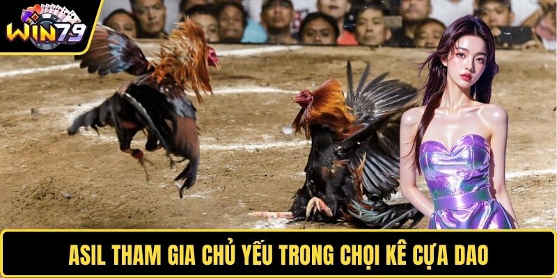 Asil tham gia chủ yếu trong chọi kê cựa dao