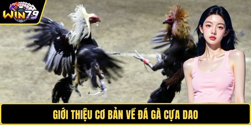 Giới thiệu cơ bản về đá gà cựa dao