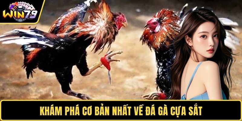 Khám phá cơ bản nhất về đá gà cựa sắt
