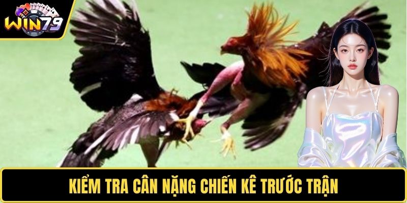 Kiểm tra cân nặng chiến kê trước trận