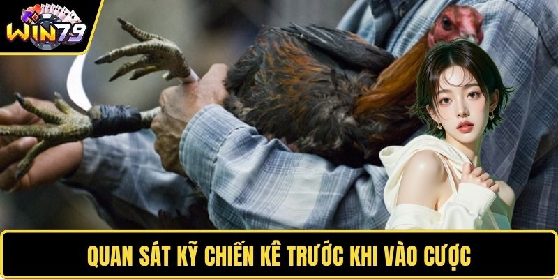 Quan sát kỹ chiến kê trước khi vào cược
